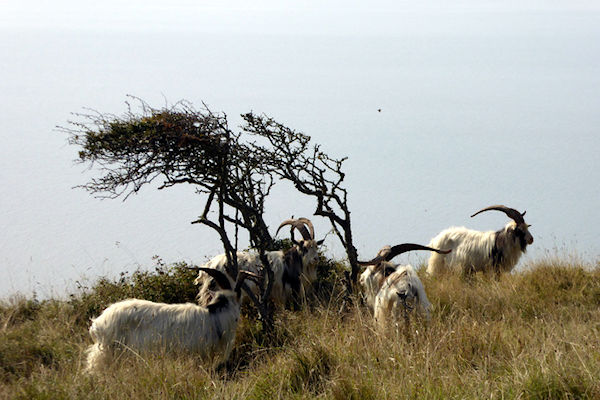 Brean Down feral goats and windswept bush - Tim Edmonds