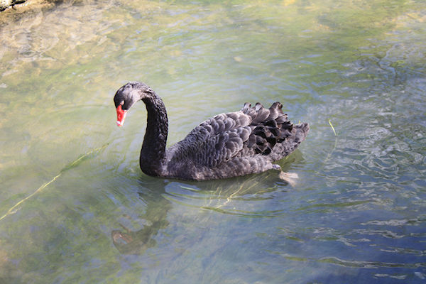 May 15 Kemble Airfield, Bibury Fish Farm, Burford, Cotswold Wildlife Park - Ivor Jones