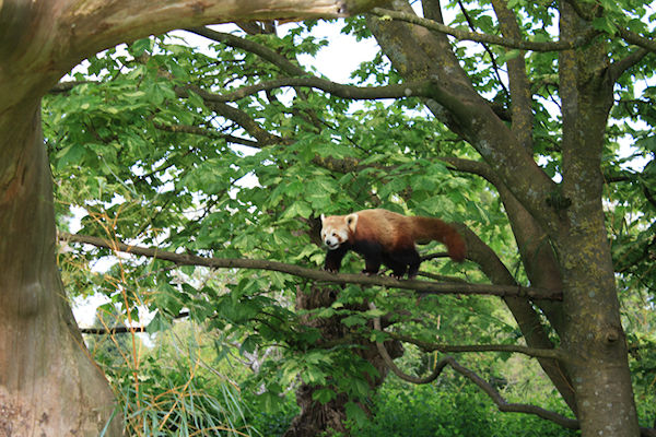 May 15 Kemble Airfield, Bibury Fish Farm, Burford, Cotswold Wildlife Park - Ivor Jones