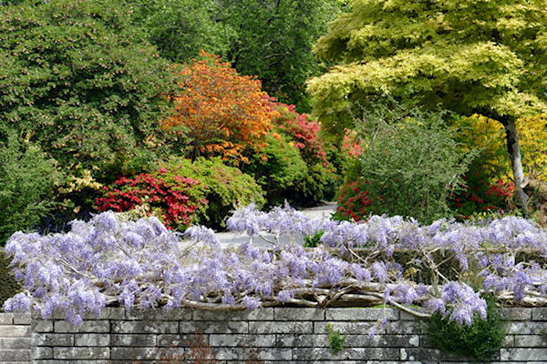 Castle Drogo gardens wisteria cascade with colourful shrub borders beyond - Tim Edmonds