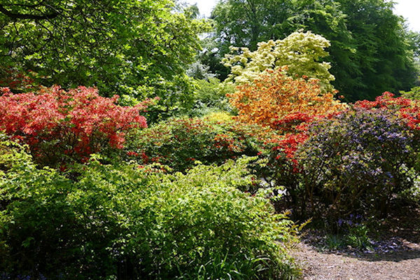 Castle Drogo gardens colourful shrub border - Tim Edmonds