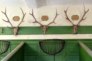 Holnicote Estate stall in  stables with antler trophies - Tim Edmonds