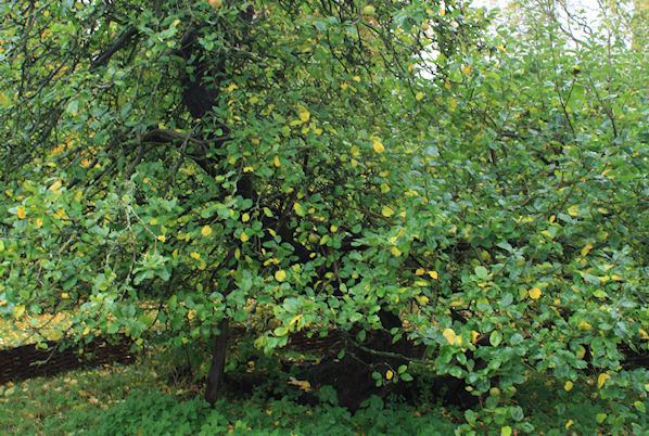 Isaac Newton's Tree - Woolsthorpe Manor - Ivor Jones