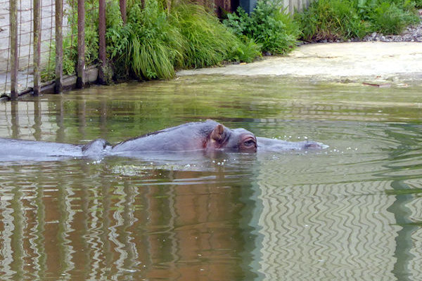 Longleat Jungle Cruise hippopotamus - Tim Edmonds