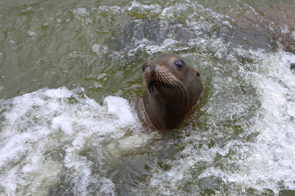 Longleat Jungle Cruise sea lion - Tim Edmonds