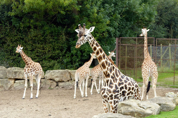 Longleat Safari Park giraffes - Tim Edmonds