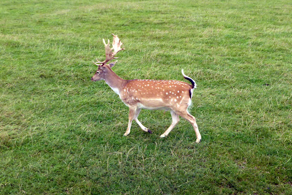 Longleat Safari Park fallow deer - Tim Edmonds