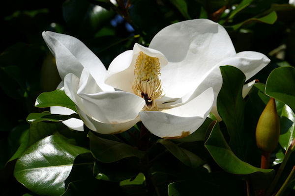 Powderham Castle magnolia grandiflora (summer flowering) - Tim Edmonds