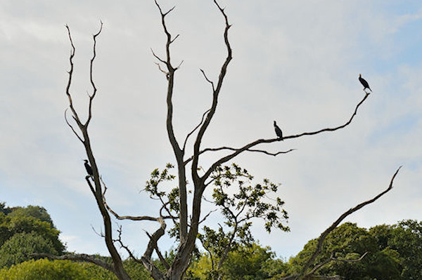 Cormorants perched on the lightning tree - Robert Orpin
