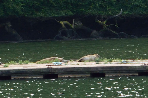 Grey Seals basking on a pontoon. - Robert Orpin