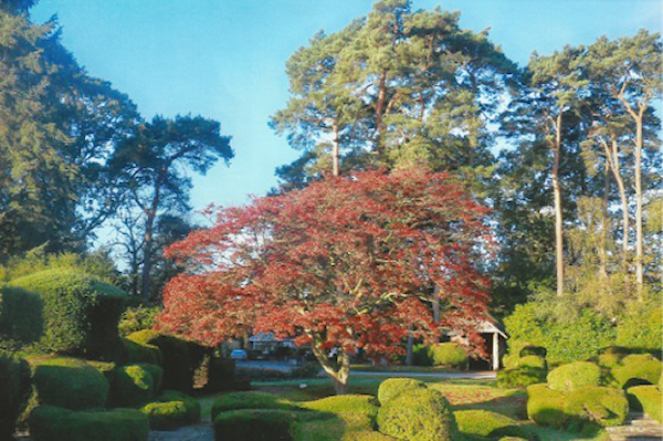 Les Bird: Maple Tree at Petwood Hotel (Lincoln Holiday)