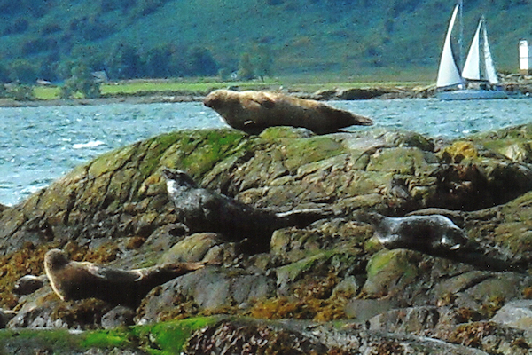 Les Bird: Basking Seals (Scottish Holiday)