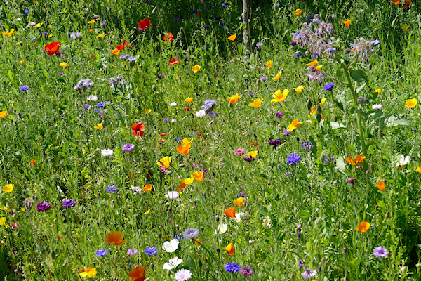Tim Edmonds: Urban Flower Meadow (Torbay Experience)